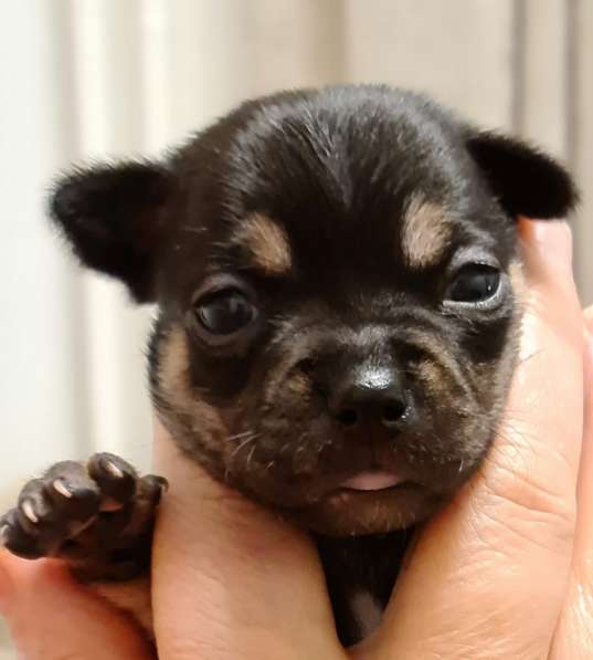 Продажа щенков Chahuahua в фото 21