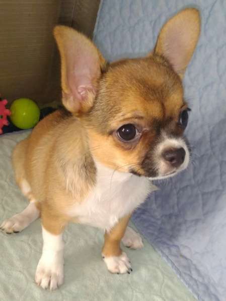 Милые щенки Чихуахуа 2 месяца в Железнодорожном фото 6