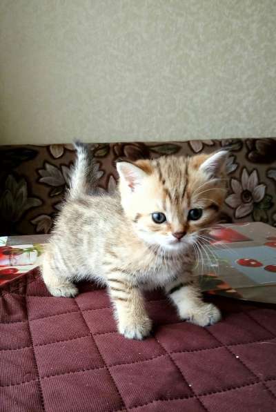 Британские кошечки в Санкт-Петербурге фото 8