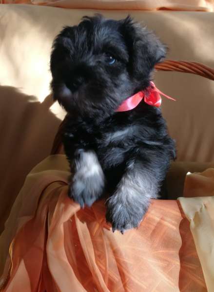 Очаровательные щенки цвергшнауцера в фото 8