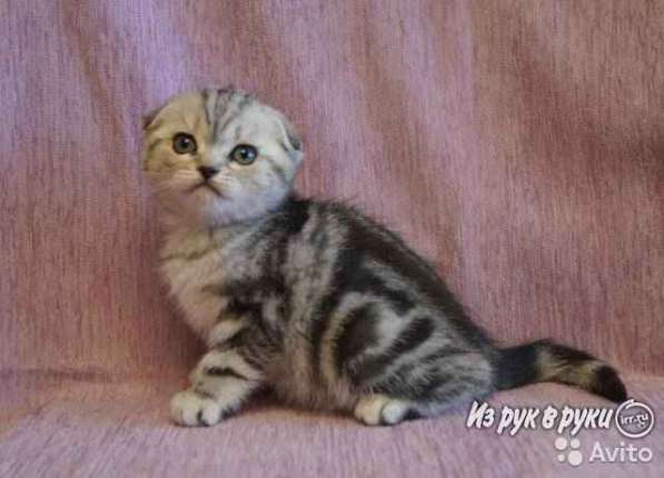 Котята -вислоухие и прямоухие в Костроме фото 10