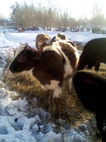 Тёлочка в Новосибирске фото 3