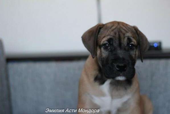 Продаются щенки ка де бо