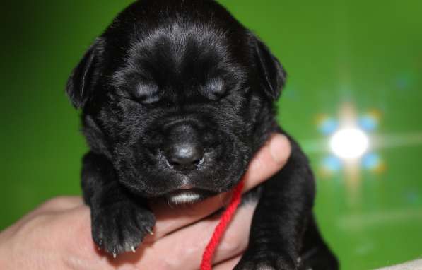 Щенки Кане Корсо в фото 6