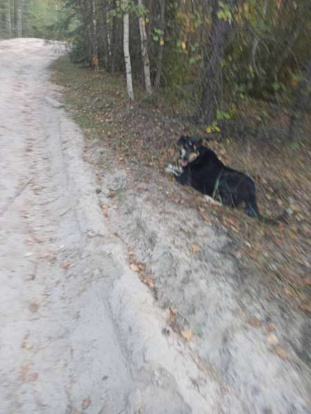 Пропала собака в Нижнем Новгороде фото 3