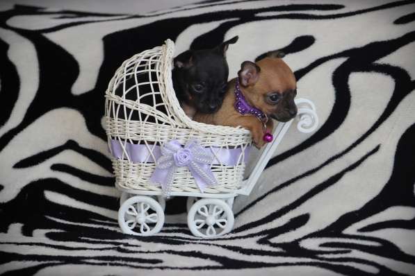 Щенки Русского той -терьера в Новосибирске фото 13