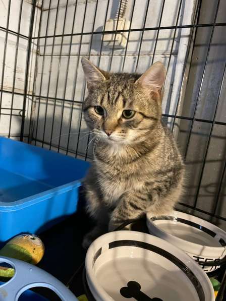 Хорошенькие котятки-шарики ищут дом в Санкт-Петербурге фото 18