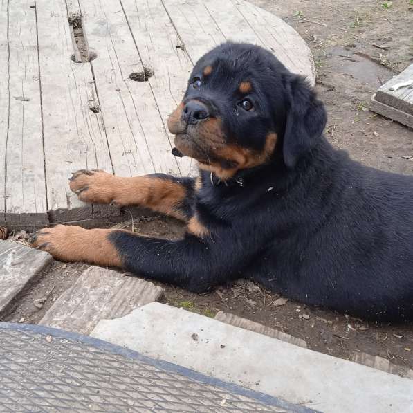 Предлагаю замечательных щенков от титулованных родителей в Москве фото 12