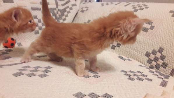 Мейн кун в Санкт-Петербурге