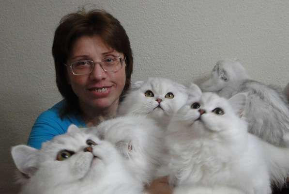 Роскошные котята в домашние любимцы в Уфе