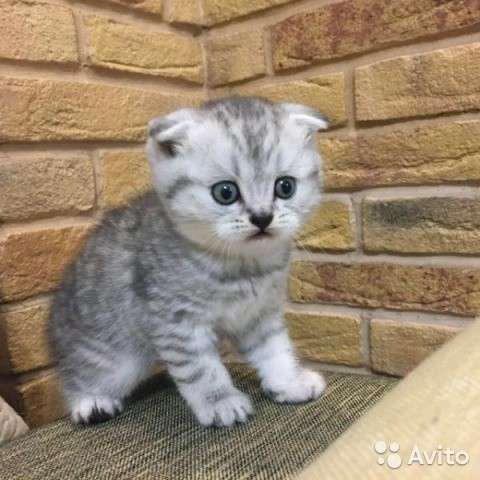 Вязка с мраморным котом котята от 2500 в Кинешме фото 7