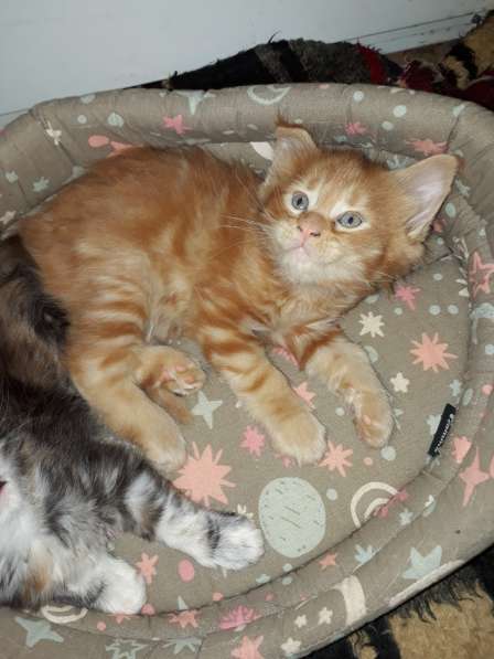 Котята Мейн-кун метисы в Наро-Фоминске фото 16