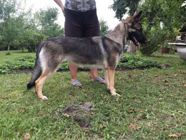 Щенок восточноевропейской овчарки в фото 6