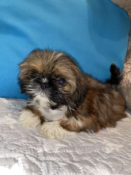 Щенки ши-тцу в Санкт-Петербурге фото 9