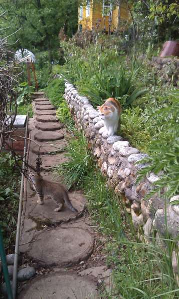 Молодой котик ищет дом в Истре фото 7