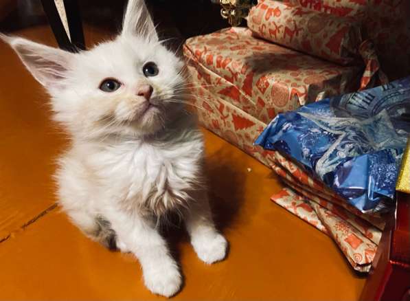 Котята Мейн-кун в Рубцовске фото 9