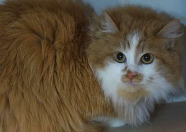 Солнечная кошка Милочка в Москве фото 27