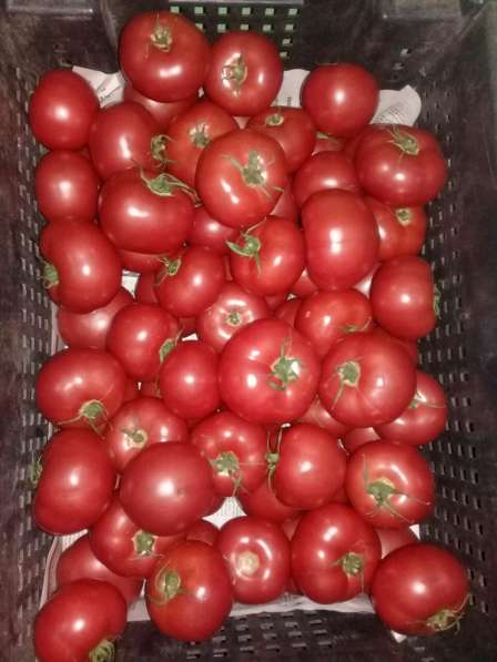 Яйца, огурцы, помидоры в Краснодаре фото 3