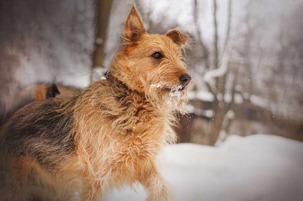 Мухтар ищет семью в Москве фото 31