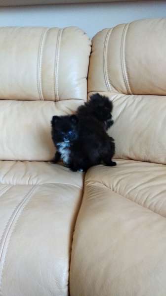 Померанского шпица Щенки в фото 12