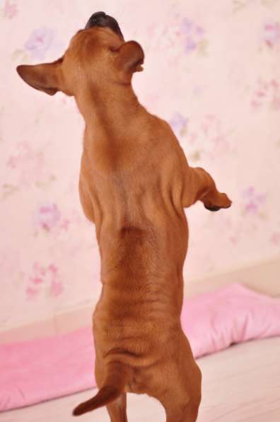 Щенки Тайского риджбека в фото 10