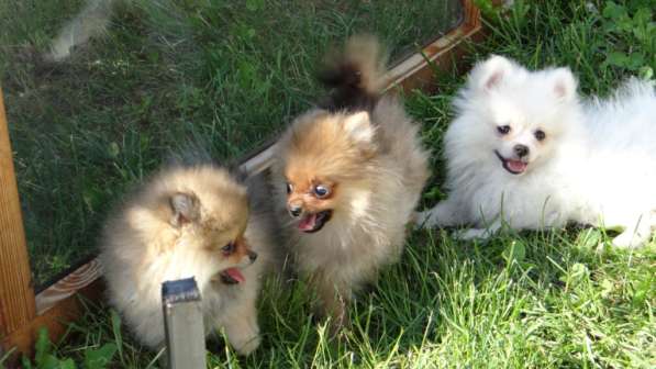 Щенок померанского шпица- микро - медвежонок в фото 7