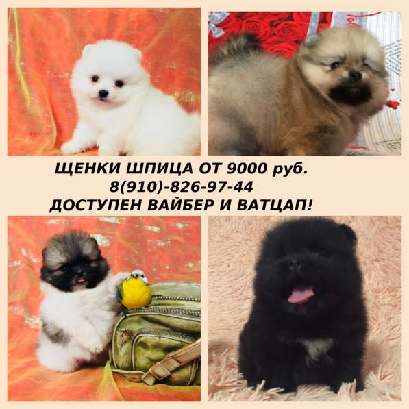 Яркие красавцы померанцы