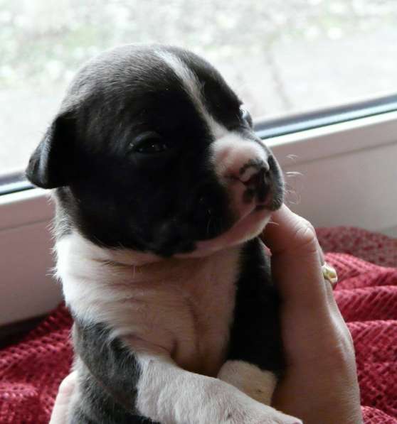 Щенки амстаффа в Красноярске фото 17