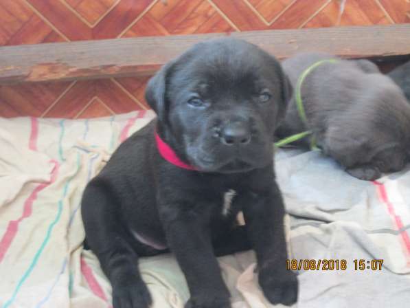 Малыши Корсики 3 мес в Москве фото 15