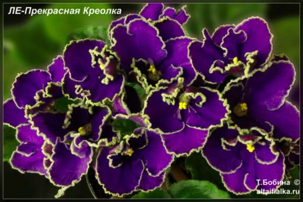 Продаю фиалки цветущие 150 рублей в Чебоксарах фото 11