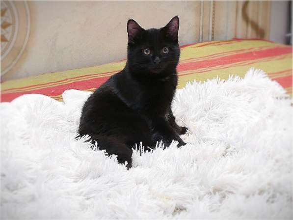 Черный котенок фенотип британец самый умный в Красногорске