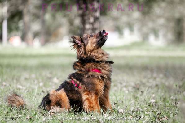 Харди мечтает о доме и любящем хозяине в Москве