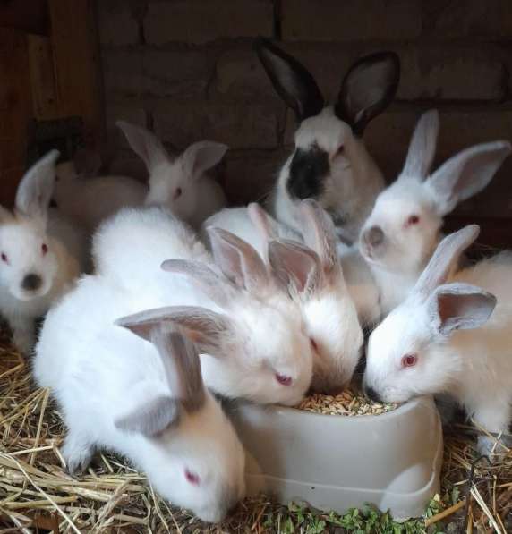 Продаются кролики, крольчата породистые в фото 3