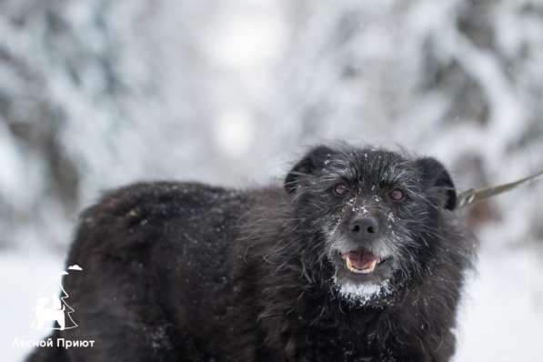 Собака в добрые руки! в Москве фото 3