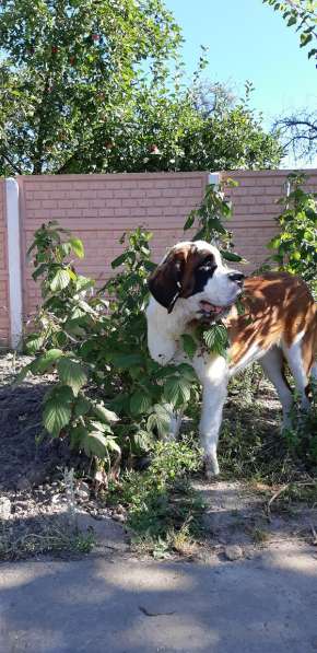 Щенки сенбернара в фото 36