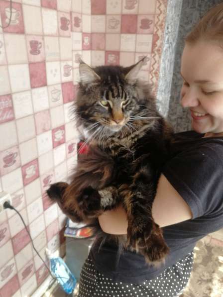 Вязка мей кун в Сухом Логе фото 8