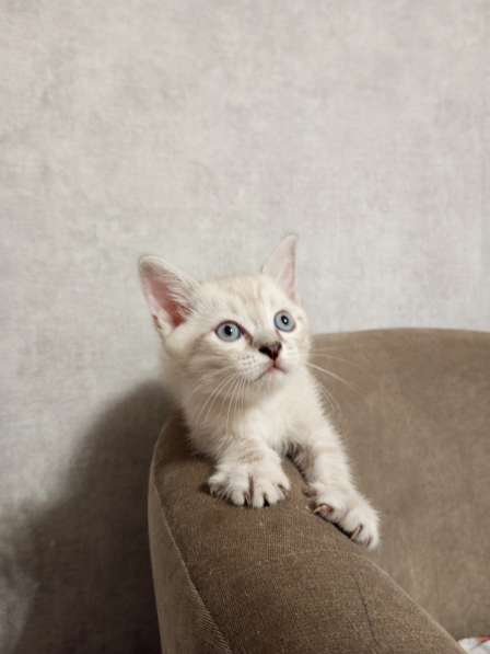 Котята-1, 2 месяца в добрые руки в Йошкар-Оле фото 3