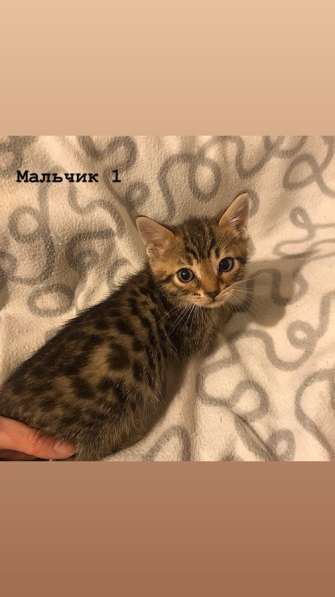 Бенгальские котята в Санкт-Петербурге фото 8