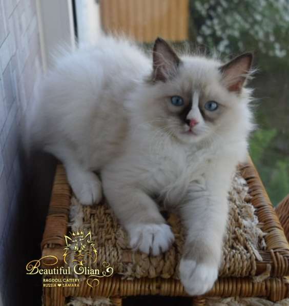 Котёнок рэгдолл в Санкт-Петербурге фото 14