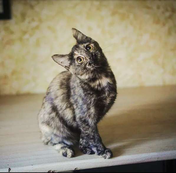 Кошечка Альфа в добрые руки в Москве фото 9