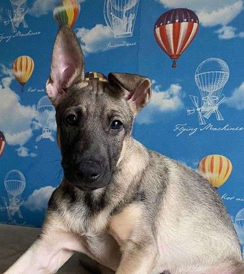 Щенки очень ждут своего человека в Москве фото 20