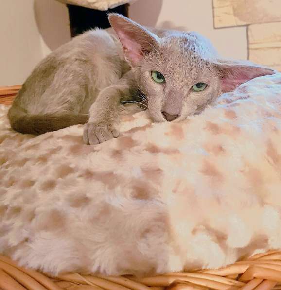 Ориентальная девочка в Москве фото 3