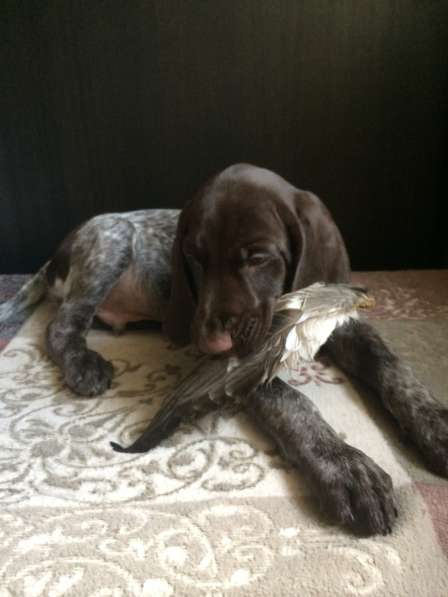 Щенки курцхаара в Санкт-Петербурге фото 14