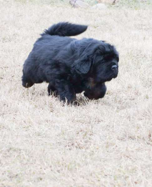 Щенка тибетского мастифа в Москве фото 5