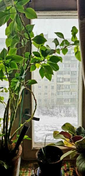 Продам трехкомнатную квартиру в Орехово-Зуево.Жилая площадь 62 кв.м.Этаж 5.Дом панельный. в Орехово-Зуево фото 14