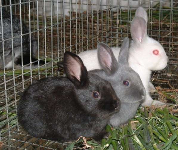 Кролики различных пород в Симферополе