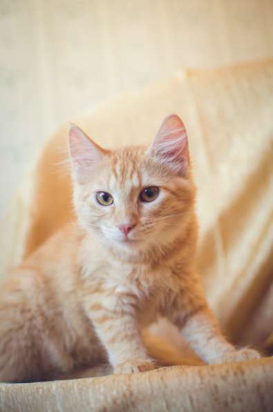 Предлагаются очаровательные рыжие котята в Санкт-Петербурге