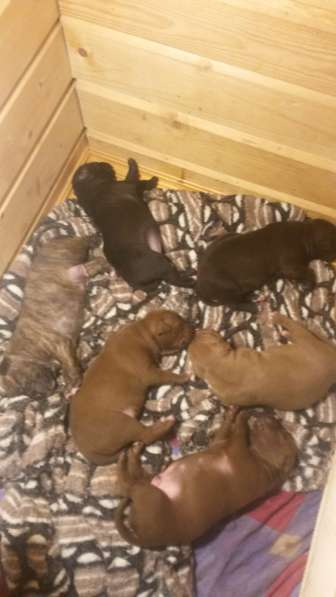 Щенки питбуля в Москве фото 17