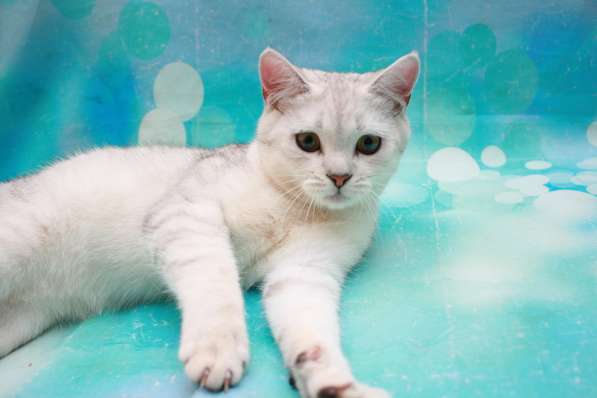 Кошечка скоттиш фолд в Дмитрове фото 3