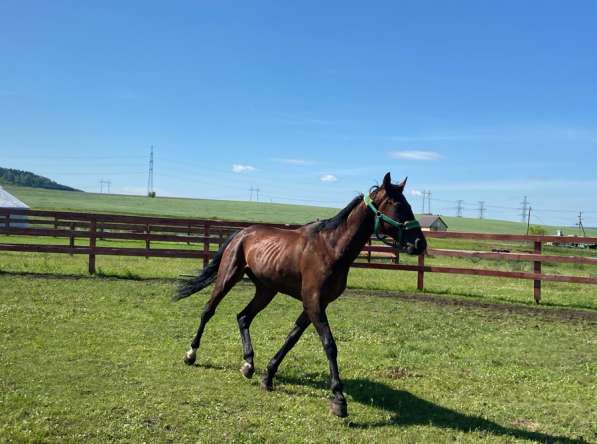 Продается Жеребец в Лениногорске